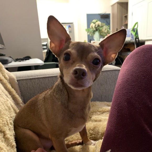 Meet your Posher, Anna - Picture 4 of 6